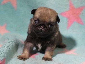パグ子犬販売情報、男の子（オス）、フォーン、2016年02月04日生れ、千葉県ブリーダー、ID9710。正面2