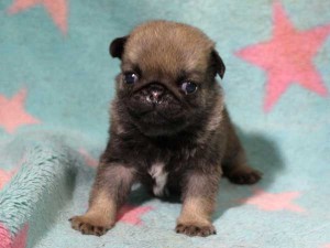 パグ子犬販売情報、男の子（オス）、フォーン、2016年02月04日生れ、千葉県ブリーダー、ID9710。正面3
