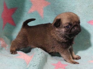 パグ子犬販売情報、男の子（オス）、フォーン、2016年02月04日生れ、千葉県ブリーダー、ID9710。右側面