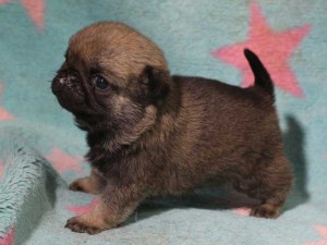 パグ子犬販売情報、男の子（オス）、フォーン、2016年02月04日生れ、千葉県ブリーダー、ID9710。左側面2