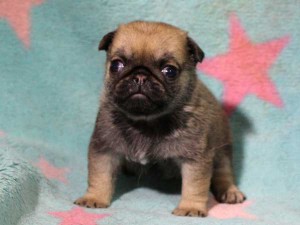 パグ子犬販売情報、女の子（メス）、フォーン、2016年02月04日生れ、千葉県ブリーダー、ID9711。正面4