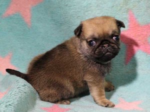 パグ子犬販売情報、女の子（メス）、フォーン、2016年02月04日生れ、千葉県ブリーダー、ID9711。右側面