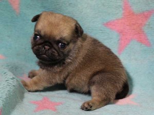 パグ子犬販売情報、女の子（メス）、フォーン、2016年02月04日生れ、千葉県ブリーダー、ID9711。左側面