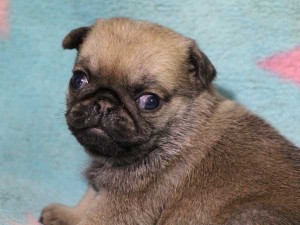 パグ子犬販売情報、女の子（メス）、フォーン、2016年02月04日生れ、千葉県ブリーダー、ID9711。お顔