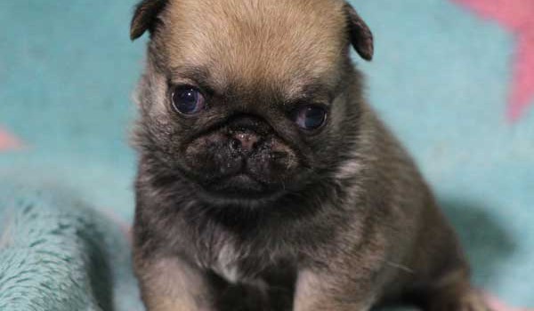 パグ子犬販売情報、女の子（メス）、フォーン、2016年02月04日生れ、千葉県ブリーダー、ID9711。正面