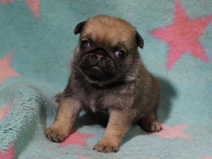 パグ子犬販売情報、女の子（メス）、フォーン、2016年02月04日生れ、千葉県ブリーダー、ID9711。正面5
