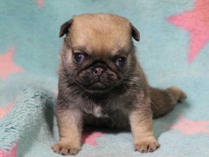 パグ子犬販売情報、女の子（メス）、フォーン、2016年02月04日生れ、千葉県ブリーダー、ID9711。正面3