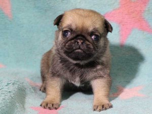 パグ子犬販売情報、女の子（メス）、フォーン、2016年02月04日生れ、千葉県ブリーダー、ID9711。正面2