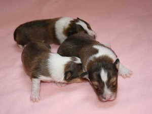 シェットランドシープドッグ（シェルティー）子犬、セーブル＆ホワイト、女の子（牝、メス、Female）、2016年03月24日生れ、神奈川県ブリーダー、ID9788、ID9789、ID9790、ID9791、ID9792、ID9793。兄弟姉妹犬（女の子）