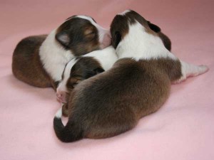 シェットランドシープドッグ（シェルティー）子犬、セーブル＆ホワイト、男の子(牡、オス、Male)、2016年03月24日生れ、神奈川県ブリーダー、ID9788、ID9789、ID9790、ID9791、ID9792、ID9793。兄弟姉妹犬（男の子）