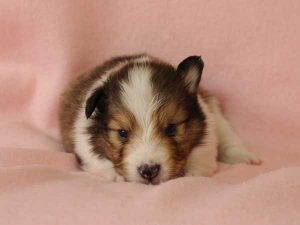 シェットランドシープドッグ（シェルティー）子犬、セーブル＆ホワイト、男の子(牡、オス、Male)、2016年03月24日生れ、神奈川県ブリーダー、ID9788。正面2