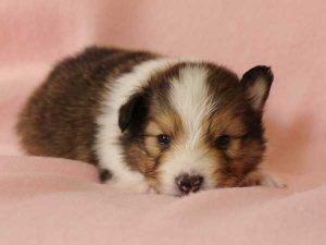 シェットランドシープドッグ（シェルティー）子犬、セーブル＆ホワイト、男の子(牡、オス、Male)、2016年03月24日生れ、神奈川県ブリーダー、ID9788。正面