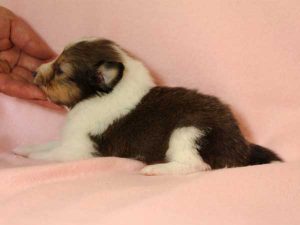 シェットランドシープドッグ（シェルティー）子犬、セーブル＆ホワイト、男の子(牡、オス、Male)、2016年03月24日生れ、神奈川県ブリーダー、ID9788。左側面