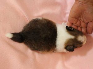 シェットランドシープドッグ（シェルティー）子犬、セーブル＆ホワイト、男の子(牡、オス、Male)、2016年03月24日生れ、神奈川県ブリーダー、ID9788。背中