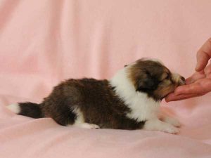 シェットランドシープドッグ（シェルティー）子犬、セーブル＆ホワイト、男の子(牡、オス、Male)、2016年03月24日生れ、神奈川県ブリーダー、ID9788。右側面