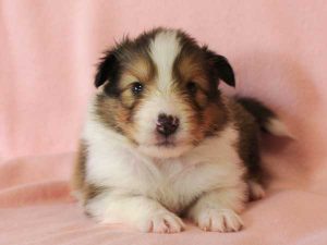 シェットランドシープドッグ（シェルティー）子犬、セーブル＆ホワイト、男の子(牡、オス、Male)、2016年03月24日生れ、神奈川県ブリーダー、ID9789。正面2