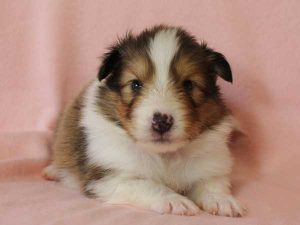 シェットランドシープドッグ（シェルティー）子犬、セーブル＆ホワイト、男の子(牡、オス、Male)、2016年03月24日生れ、神奈川県ブリーダー、ID9789。正面3
