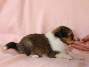 シェットランドシープドッグ（シェルティー）子犬、セーブル＆ホワイト、男の子(牡、オス、Male)、2016年03月24日生れ、神奈川県ブリーダー、ID9789。右側面