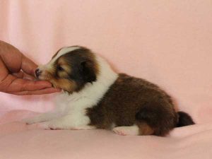 シェットランドシープドッグ（シェルティー）子犬、セーブル＆ホワイト、男の子(牡、オス、Male)、2016年03月24日生れ、神奈川県ブリーダー、ID9789。左側面