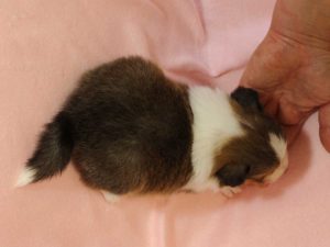 シェットランドシープドッグ（シェルティー）子犬、セーブル＆ホワイト、男の子(牡、オス、Male)、2016年03月24日生れ、神奈川県ブリーダー、ID9789。背中