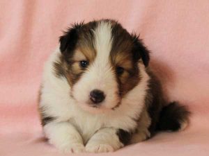 シェットランドシープドッグ（シェルティー）子犬、セーブル＆ホワイト、男の子(オス)、2016年03月24日生れ、神奈川県ブリーダー、ID9790。お顔2