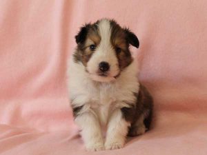 シェットランドシープドッグ（シェルティー）子犬、セーブル＆ホワイト、男の子(オス)、2016年03月24日生れ、神奈川県ブリーダー、ID9790。おすわり