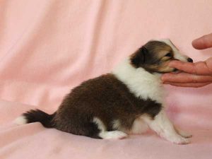 シェットランドシープドッグ（シェルティー）子犬、セーブル＆ホワイト、男の子(オス)、2016年03月24日生れ、神奈川県ブリーダー、ID9790。右側面