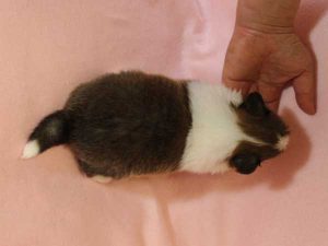 シェットランドシープドッグ（シェルティー）子犬、セーブル＆ホワイト、男の子(オス)、2016年03月24日生れ、神奈川県ブリーダー、ID9790。背中