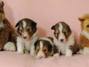 シェットランドシープドッグ（シェルティー）子犬、セーブル＆ホワイト、女の子（メス）、2016年3月24日生れ、ID9791,ID9792,ID9793。兄妹全員集合2