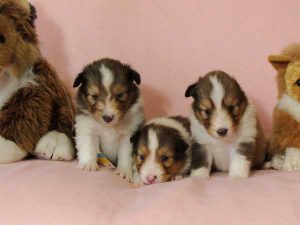 シェットランドシープドッグ（シェルティー）子犬、セーブル＆ホワイト、女の子（メス）、2016年3月24日生れ、ID9791,ID9792,ID9793。兄妹全員集合3