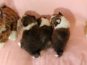 シェットランドシープドッグ（シェルティー）子犬、セーブル＆ホワイト、女の子（メス）、2016年3月24日生れ、ID9791,ID9792,ID9793。兄妹全員集合、背中