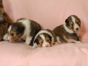 シェットランドシープドッグ（シェルティー）子犬、セーブル＆ホワイト、女の子（メス）、2016年3月24日生れ、ID9791,ID9792,ID9793。兄妹全員集合4