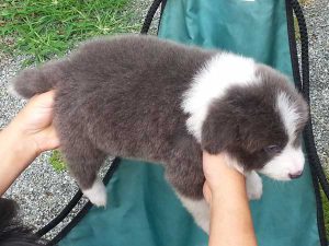 ボーダーコリー子犬、ブルー＆ホワイト、男の子(オス)、2016年04月26日生れ、神奈川県ブリーダー、ID9949。背中