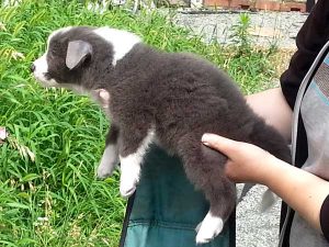 ボーダーコリー子犬、ブルー＆ホワイト、男の子(オス)、2016年04月26日生れ、神奈川県ブリーダー、ID9950。左側面