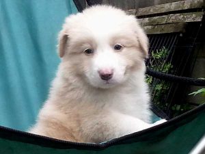 ボーダーコリー子犬、レッド＆ホワイト、男の子(オス)、2016年4月26日生れ、神奈川県ブリーダー、ID9951。お顔3
