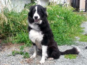 ボーダーコリー子犬、2016年4月26日生れ、8頭兄弟姉妹、神奈川県ブリーダー、母犬、ブラック＆ホワイト