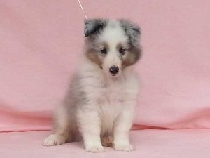 シェットランドシープドッグ（シェルティー）子犬、男の子（オス）、ブルーマール、2016年05月01日生れ、神奈川県ブリーダー、ID10010。おすわり