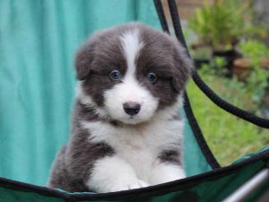 ボーダーコリー子犬、ブルー＆ホワイト、男の子(オス)、2016年04月26日生れ、神奈川県ブリーダー、ID9949。お顔2