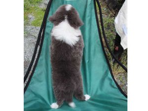 ボーダーコリー子犬、ブルー＆ホワイト、男の子(オス)、2016年04月26日生れ、神奈川県ブリーダー、ID9949。背中