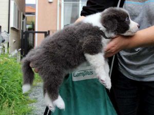 ボーダーコリー子犬、ブルー＆ホワイト、男の子(オス)、2016年04月26日生れ、神奈川県ブリーダー、ID9949。右側面