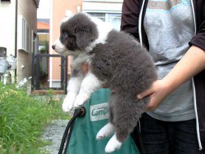 ボーダーコリー子犬、ブルー＆ホワイト、男の子(オス)、2016年04月26日生れ、神奈川県ブリーダー、ID9949。左側面