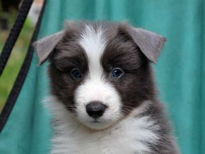 ボーダーコリー子犬販売、ブルー＆ホワイト、男の子(オス)、2016年4月26日生れ、神奈川県ブリーダー、ID9950