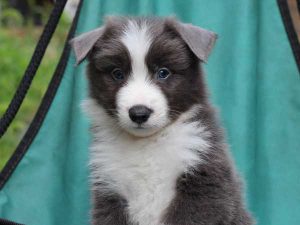 ボーダーコリー子犬、ブルー＆ホワイト、男の子(オス)、2016年04月26日生れ、神奈川県ブリーダー、ID9950。お顔2