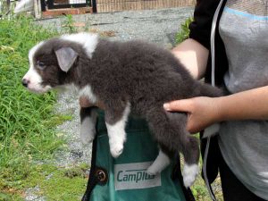 ボーダーコリー子犬、ブルー＆ホワイト、男の子(オス)、2016年04月26日生れ、神奈川県ブリーダー、ID9950。左側面2
