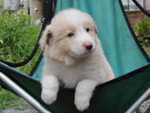 ボーダーコリー子犬、レッド＆ホワイト、男の子(オス)、2016年4月26日生れ、神奈川県ブリーダー、ID9951。お顔4