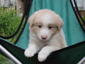 ボーダーコリー子犬、レッド＆ホワイト、男の子(オス)、2016年4月26日生れ、神奈川県ブリーダー、ID9951。お顔2