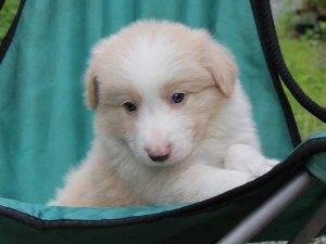 ボーダーコリー子犬、レッド＆ホワイト、男の子(オス)、2016年4月26日生れ、神奈川県ブリーダー、ID9951。お顔5