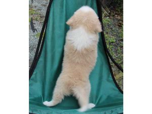 ボーダーコリー子犬、レッド＆ホワイト、男の子(オス)、2016年4月26日生れ、神奈川県ブリーダー、ID9951。背中