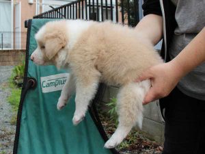 ボーダーコリー子犬、レッド＆ホワイト、男の子(オス)、2016年4月26日生れ、神奈川県ブリーダー、ID9951。左側面