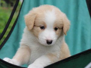 ボーダーコリー子犬、レッド＆ホワイト、男の子(オス)、2016年04月26日生れ、神奈川県ブリーダー、ID9952。お顔2